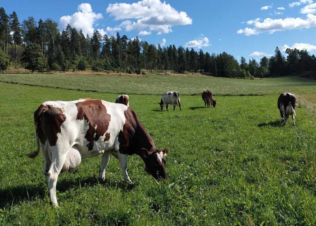 Bisan lehmiä laitumella